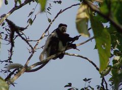 Colobus guereza