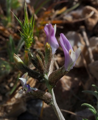 Astragalus sanctus