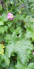 Malva assurgentiflora glabra