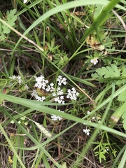 Limnosciadium pumilum