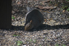 Sciurus carolinensis