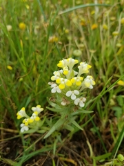 Castilleja campestris