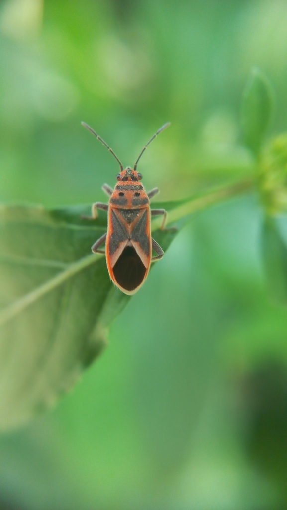 Bhundi Insect Bindweed Seedeating Bug from Ambedkar Veedhi, Sampangi Rama Nagar ...