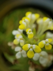 Castilleja campestris