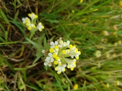 Castilleja campestris