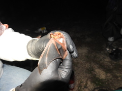 Lasiurus seminolus