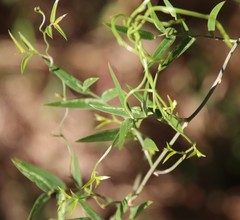 Asparagus kraussianus