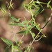 Broadleaf Asparagus - Photo (c) Tony Rebelo, some rights reserved (CC BY-SA), uploaded by Tony Rebelo