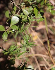 Asparagus kraussianus
