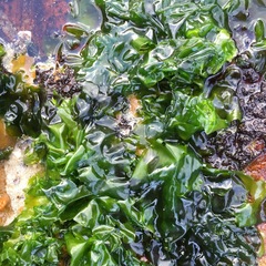 Ulva rigida