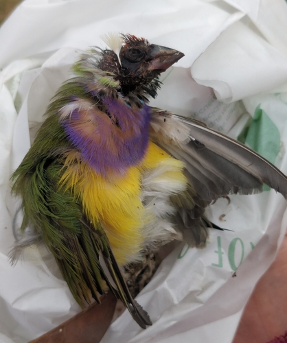 Gouldian Finch (Chloebia gouldiae), photo 3