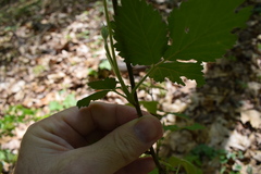 Rubus
