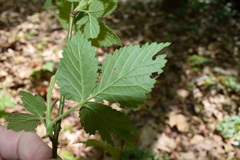 Rubus