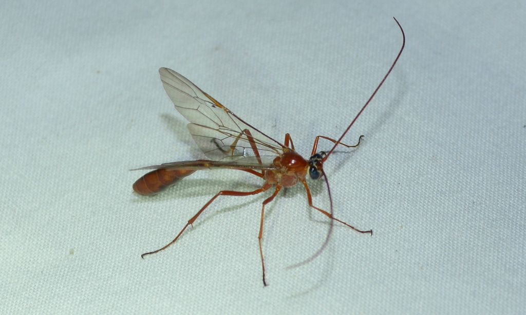 Short-tailed Ichneumonid Wasps from Cape Winelands District ...