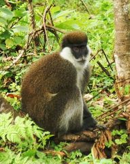 Chlorocebus djamdjamensis