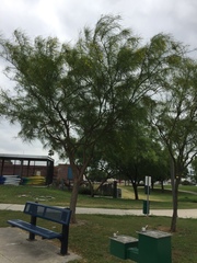 Parkinsonia aculeata