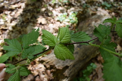 Rubus