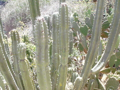 Lophocereus schottii