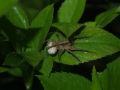 Pardosa laura