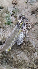 Hylogomphus apomyius