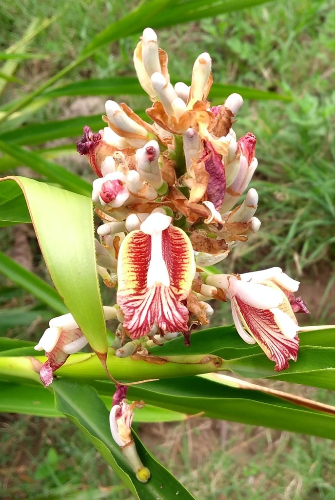 Lesser galangal