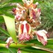 Lesser Galangal - Photo (c) Mahesh A, some rights reserved (CC BY-NC), uploaded by Mahesh A