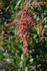 Rumex usambarensis