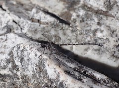 Ecchlorolestes peringueyi