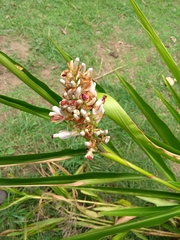 Alpinia officinarum