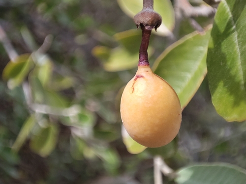 Beautempsia avicenniifolia (Beautempsia avicenniifolia)