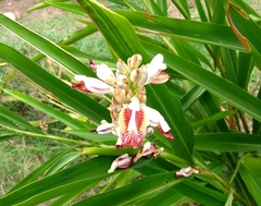 Alpinia officinarum