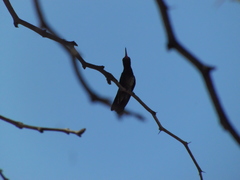 Cynanthus latirostris