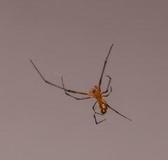 Argyrodes miniaceus
