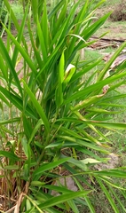 Alpinia officinarum