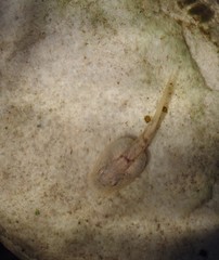 Heleophryne purcelli