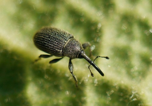 Rhinusa asellus