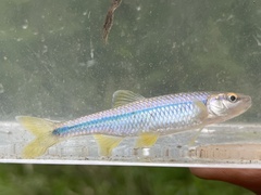 Blue Shiner photo 5
