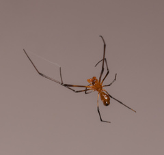 Argyrodes miniaceus