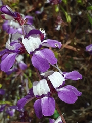 Collinsia