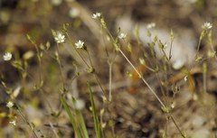 Arenaria leptoclados