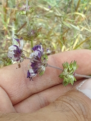 Collinsia