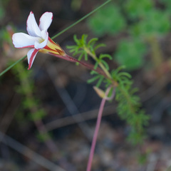Oxalis tenuifolia