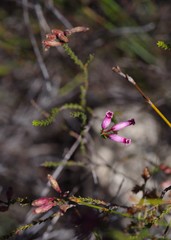Erica cristata