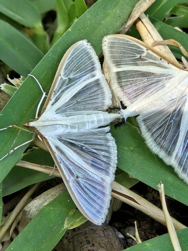 Four-spotted Palpita Moth photo 5