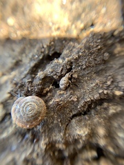 Myosides seriehispidus