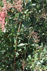 Rumex usambarensis