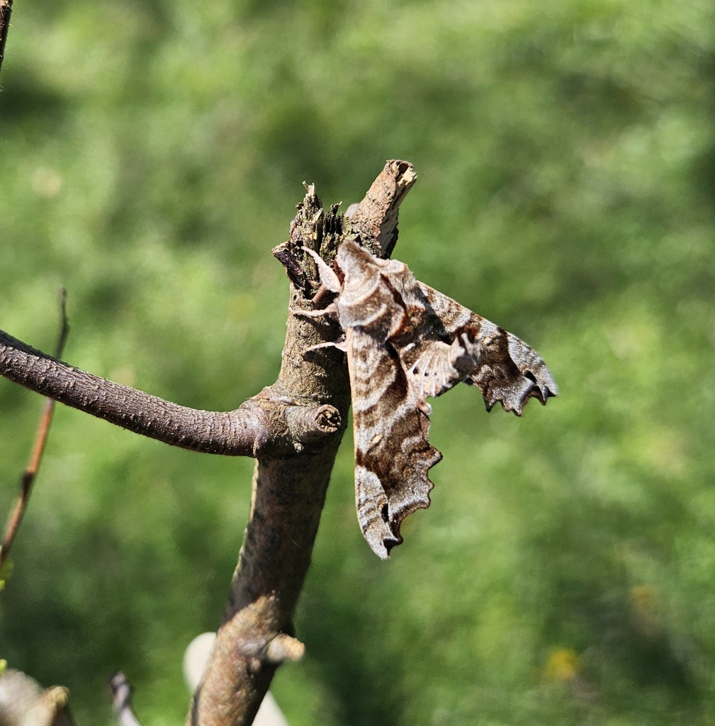 Lettered Sphinx from North White Plains, NY 10603, USA on April 26 ...