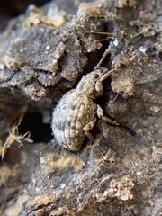 Myosides seriehispidus