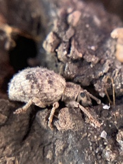 Myosides seriehispidus