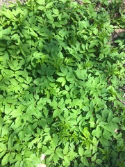Aegopodium